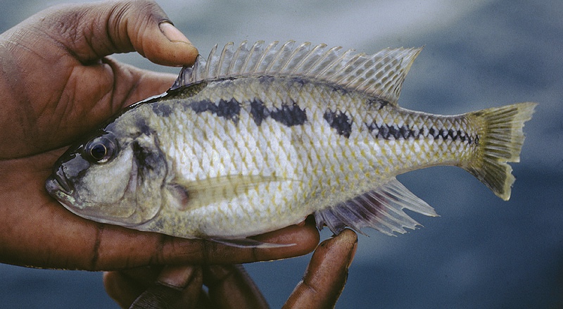 Docimodus johnstoni 'Jalo Reef'